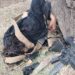 Планировали теракт в день Независимости: в Таджикистане уничтожены террористы, проникшие из Афганистана — ФОТО