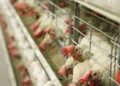 Современная птицефабрика яичного направления открылась в Кыргызстане при поддержке России