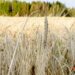 Сможет ли БРИКС обеспечить зерном всех своих членов? — мнение эксперта