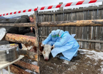СМИ: Сибирскую язву в Таджикистан могли завезти из Казахстана