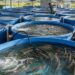 Иран вышел в мировые лидеры по производству форели и нарастил экспорт рыбной продукции