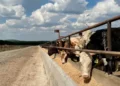 Узбекистан стал главным покупателем скота из Кыргызстана