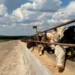 Узбекистан стал главным покупателем скота из Кыргызстана
